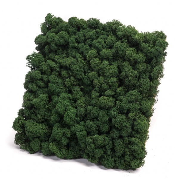 12''x12'' Reindeer moss wall panel - 1 sq ft Reindeer Moss Tile | color - dark green